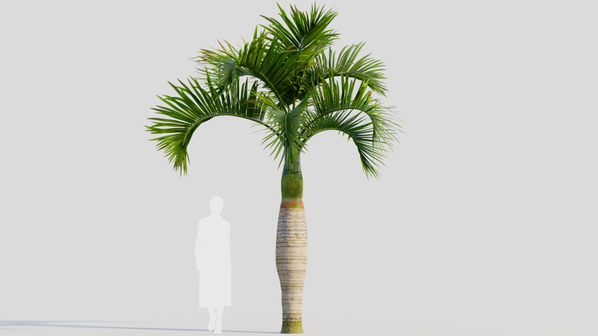 Hyophorbe lagenicaulis b 3D https://p.turbosquid.com/ts-thumb/FP/x8lr9i/0J/hyophorbelagenicaulisb_9/jpg/1713690164/1920x1080/fit_q87/aa47d9a338b8d1fb2b3e711506c9bd4177a56e4f/hyophorbelagenicaulisb_9.jpg