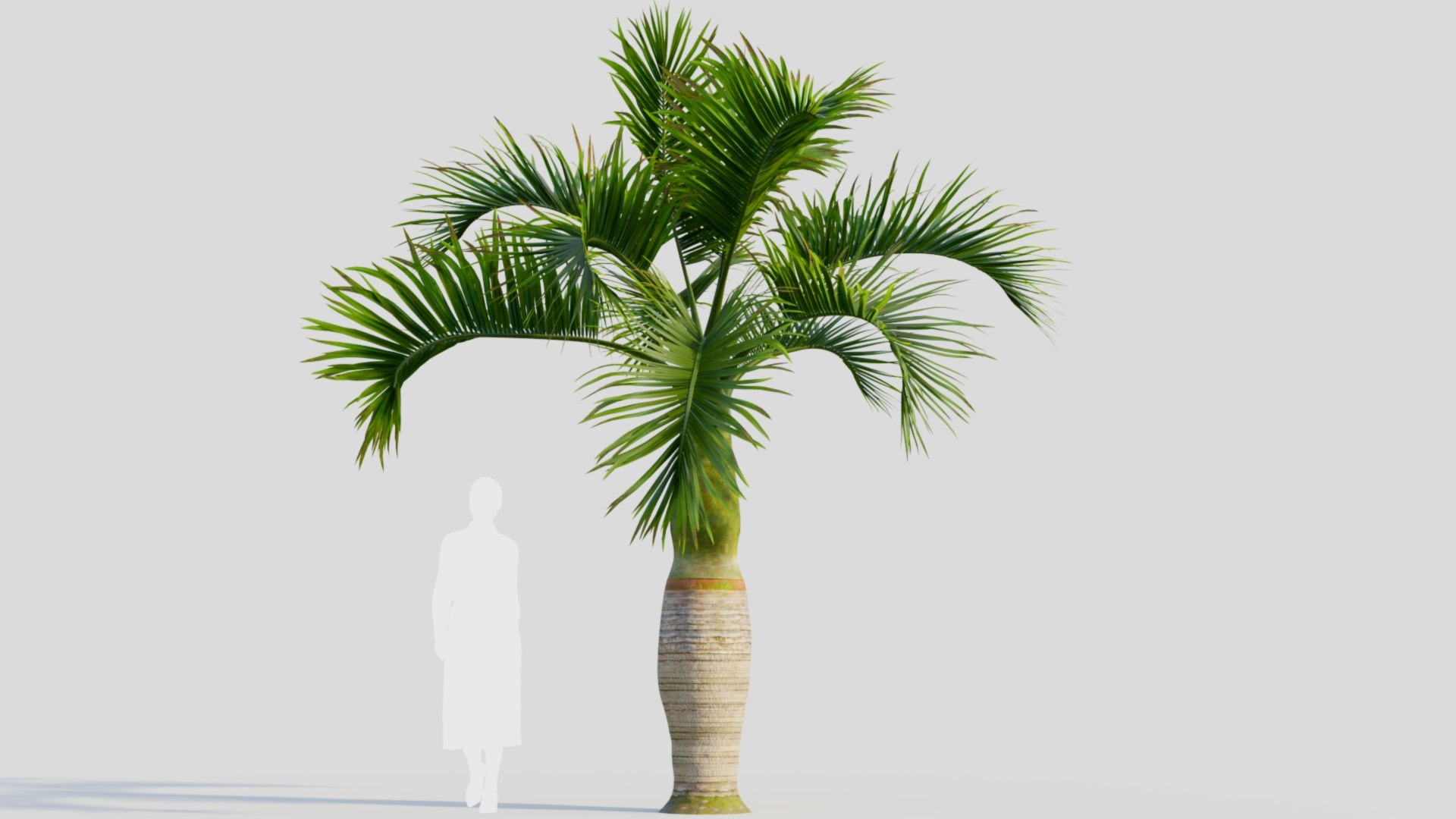 Hyophorbe lagenicaulis b 3D https://p.turbosquid.com/ts-thumb/FP/x8lr9i/Er/hyophorbelagenicaulisb_8/jpg/1713690161/1920x1080/fit_q87/89afc9cdc01564b668fe6dcbe6e7f35cde72a62e/hyophorbelagenicaulisb_8.jpg