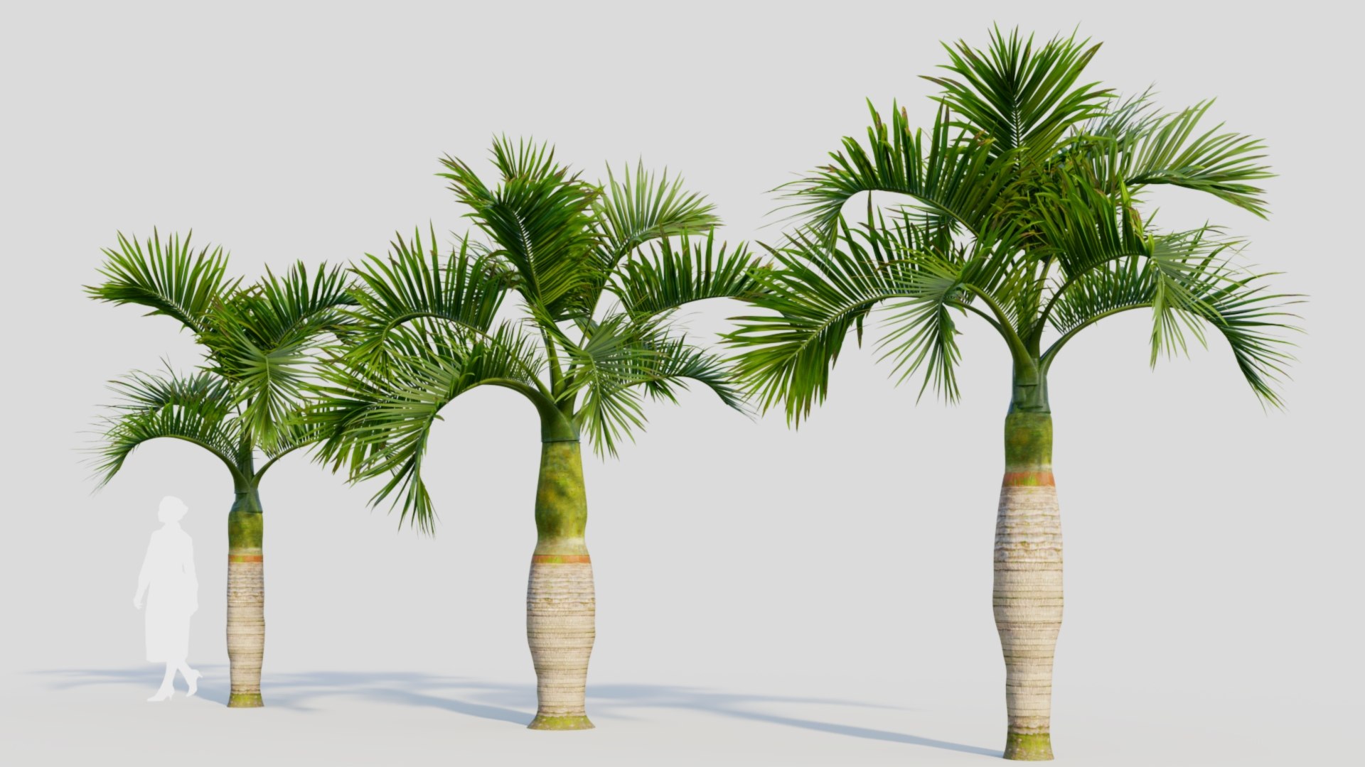 Hyophorbe lagenicaulis b 3D https://p.turbosquid.com/ts-thumb/FP/x8lr9i/Gl/hyophorbelagenicaulisb_3/jpg/1713690137/1920x1080/fit_q87/7fc5918e0242f5782959369942e16ec4e9c043e9/hyophorbelagenicaulisb_3.jpg