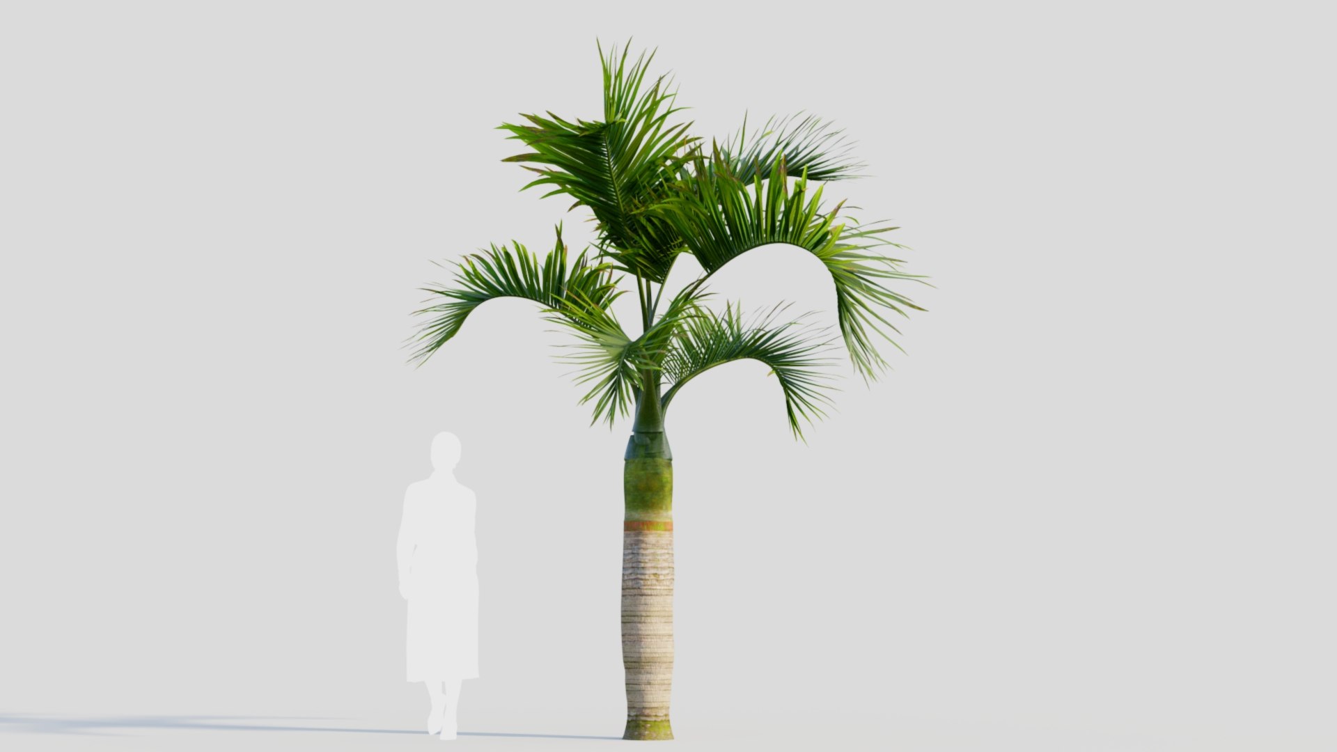 Hyophorbe lagenicaulis b 3D https://p.turbosquid.com/ts-thumb/FP/x8lr9i/QL/hyophorbelagenicaulisb_7/jpg/1713690154/1920x1080/fit_q87/87f34e147d31640bae0220b9f4c8dd09e539b150/hyophorbelagenicaulisb_7.jpg