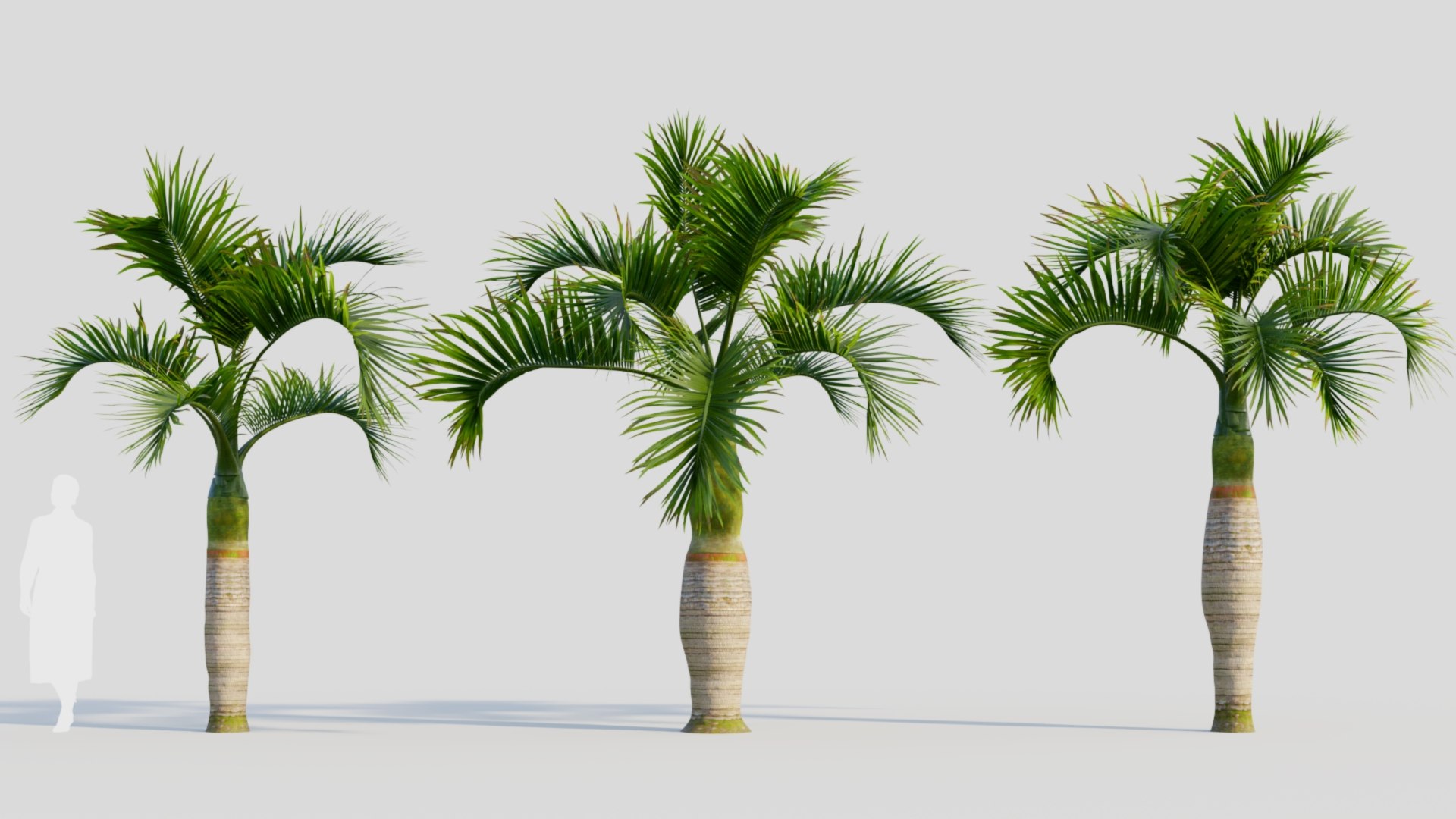 Hyophorbe lagenicaulis b 3D https://p.turbosquid.com/ts-thumb/FP/x8lr9i/UD/hyophorbelagenicaulisb_1/jpg/1713690121/1920x1080/fit_q87/9865f79e92d326649120b6f80fc4633150a3b8da/hyophorbelagenicaulisb_1.jpg