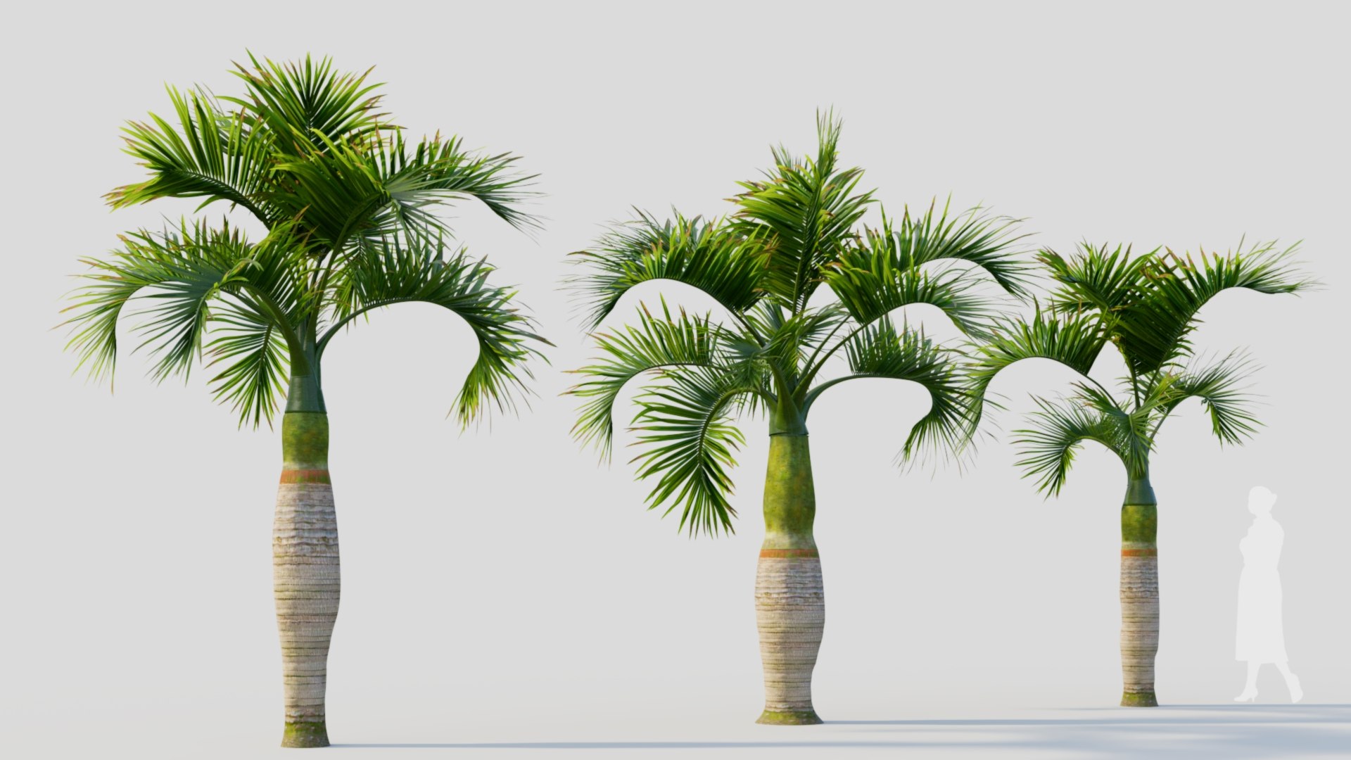 Hyophorbe lagenicaulis b 3D https://p.turbosquid.com/ts-thumb/FP/x8lr9i/YH/hyophorbelagenicaulisb_6/jpg/1713690158/1920x1080/fit_q87/b8773b5f431123fde64d9893f81feda9211526f3/hyophorbelagenicaulisb_6.jpg