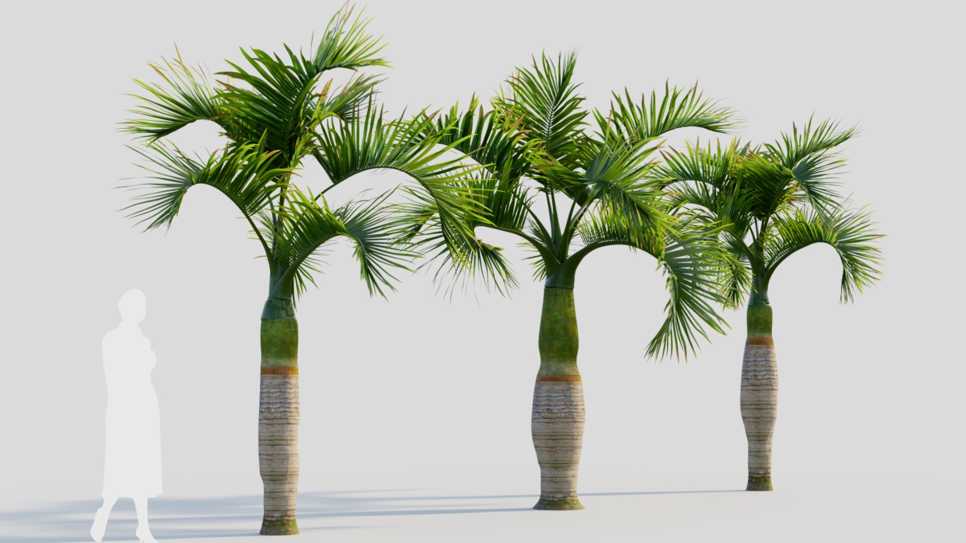 Hyophorbe lagenicaulis b 3D https://p.turbosquid.com/ts-thumb/FP/x8lr9i/ez/hyophorbelagenicaulisb_5/jpg/1713690148/1920x1080/fit_q87/56a4ef1fc6a86305a367885c6ac827bbde710ec1/hyophorbelagenicaulisb_5.jpg