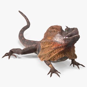 Frilled Dragon Crawling Pose