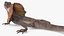 3D Frilled Dragon Crawling Pose model