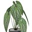 Coleta de plantas 517