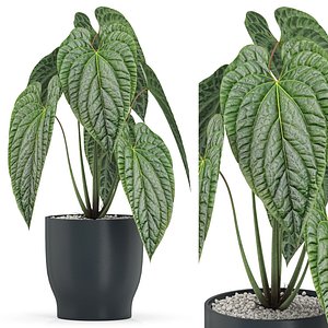 Plants collection 517