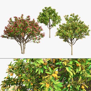 Loquat Tree 3D Model 3D