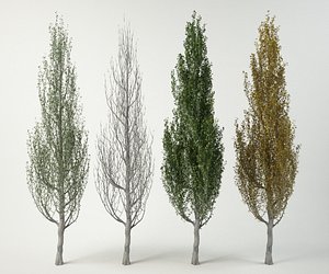 pyramidalis white poplar  populus