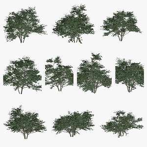 Kousa Dogwood Tree Collection