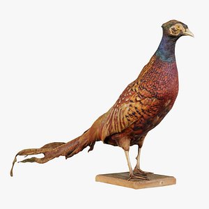 Pheasant Phasianidae Galliformes 2 Remastered