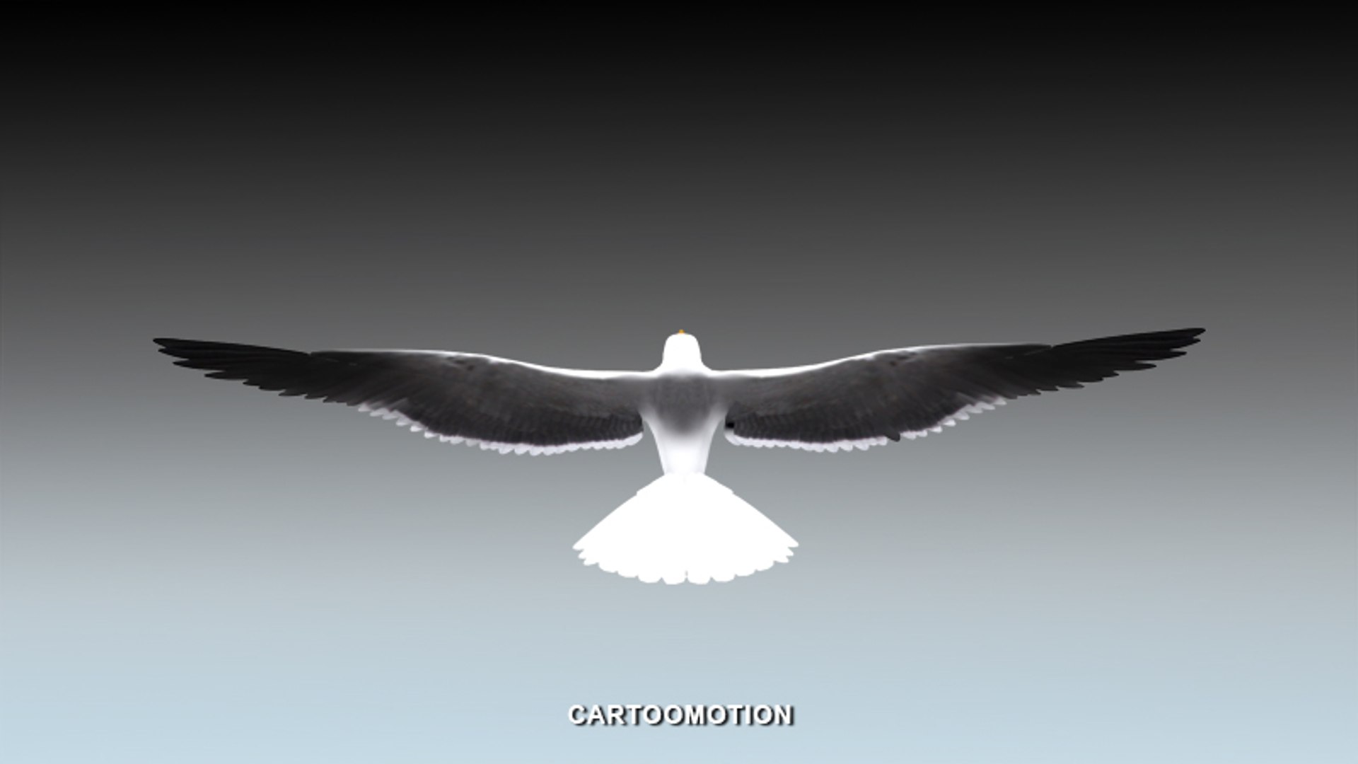 Seagull Animation 3d Model