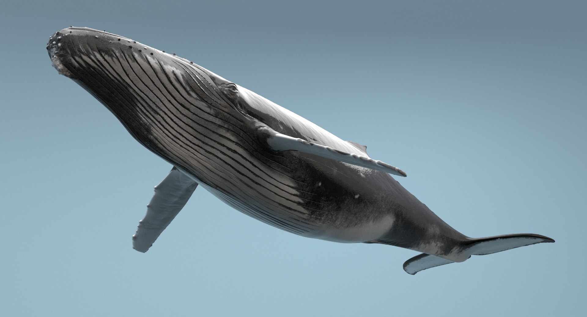 humpback whale rigged max