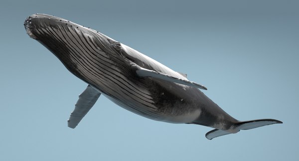 humpback whale rigged max