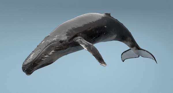 humpback whale rigged max