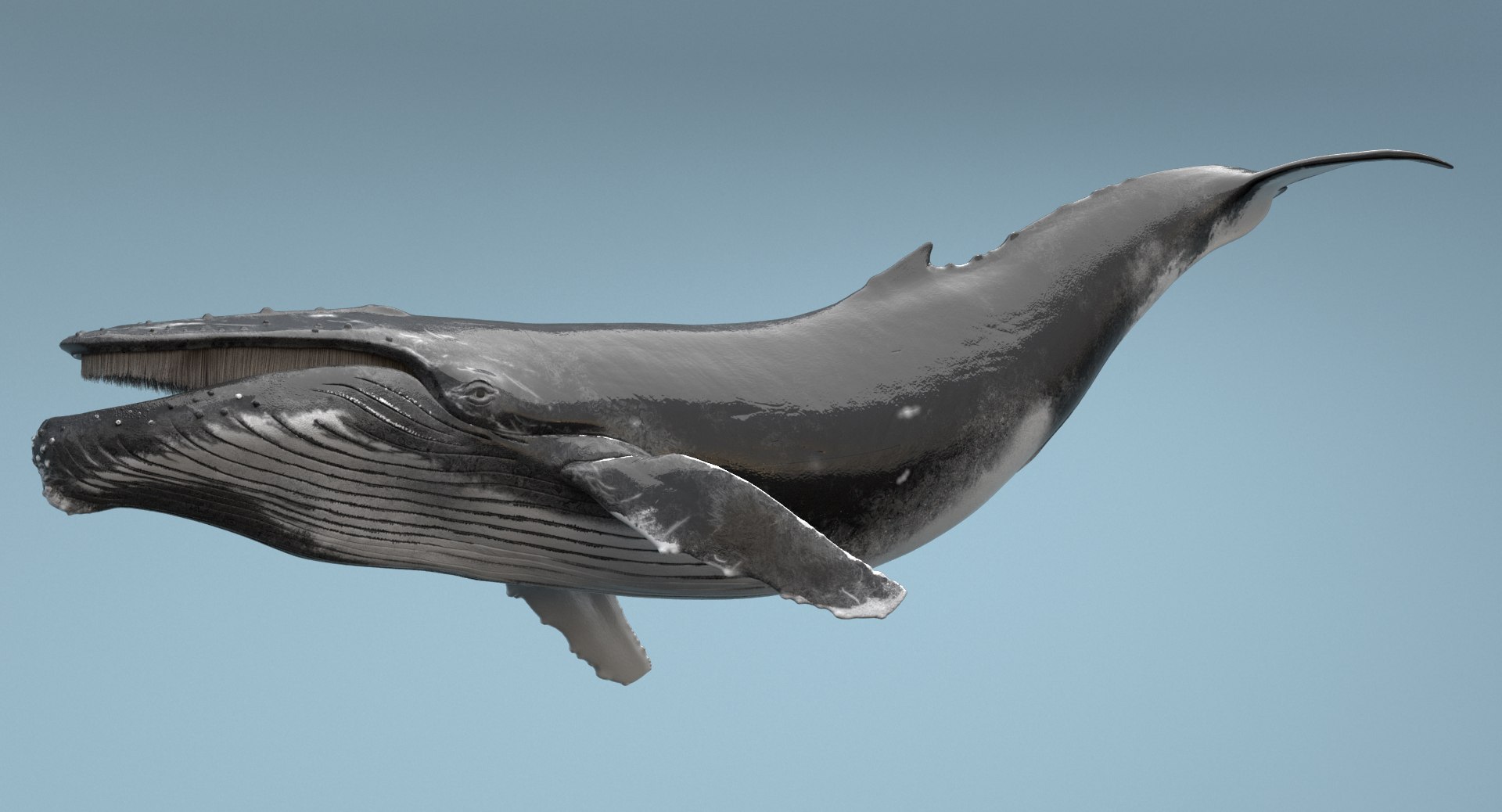 humpback whale rigged max