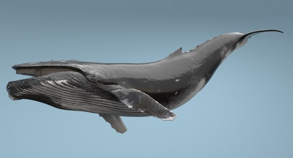 Humpback Whale Rigged Max