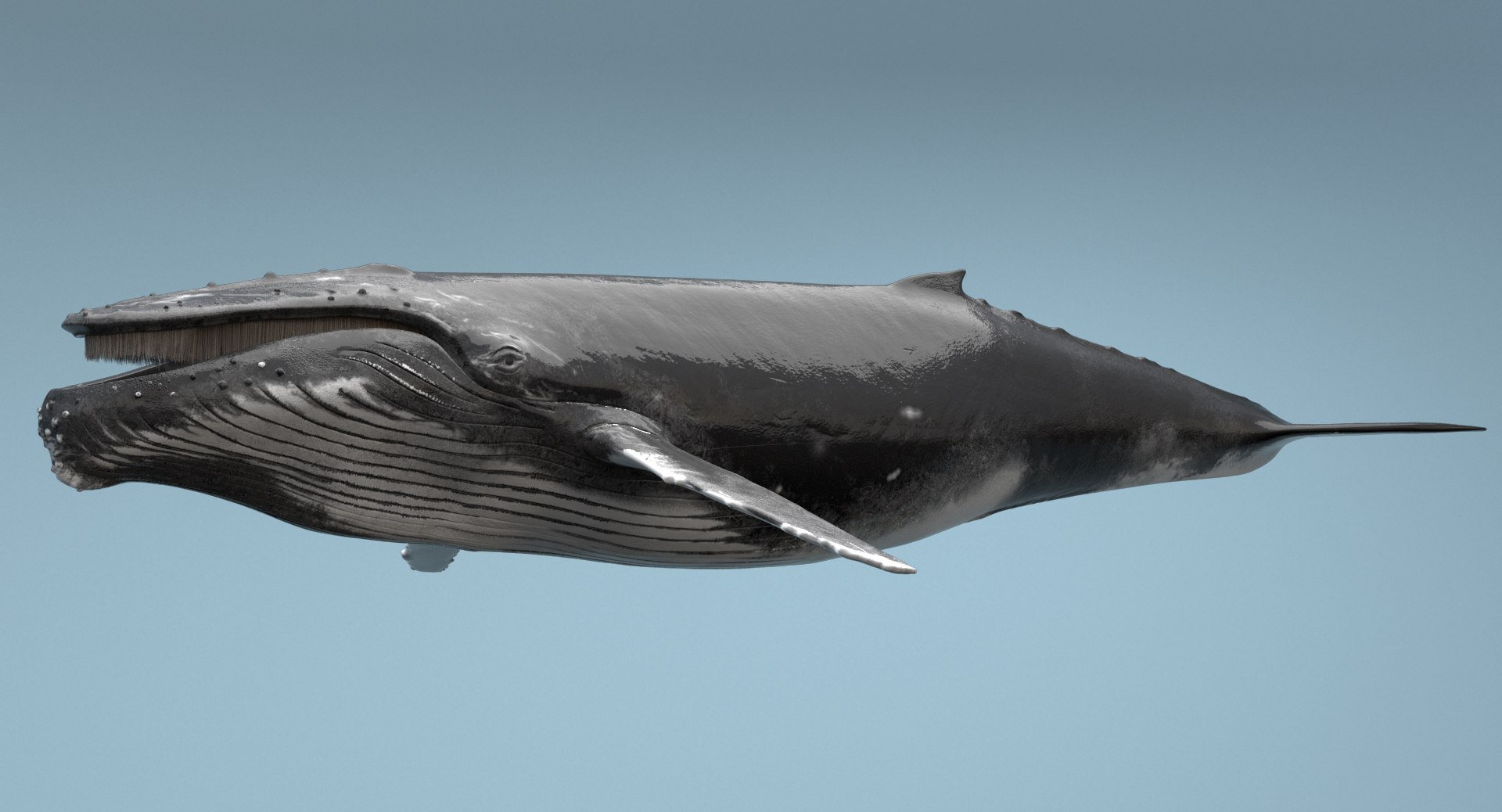 humpback whale rigged max