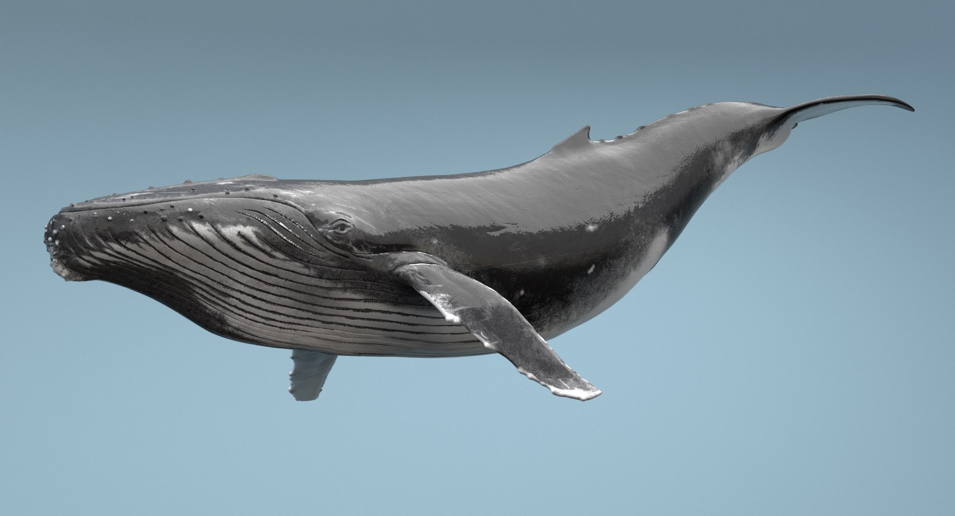 Humpback Whale Rigged Max