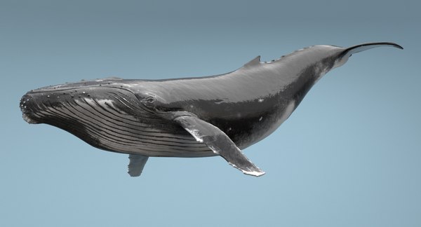 humpback whale rigged max