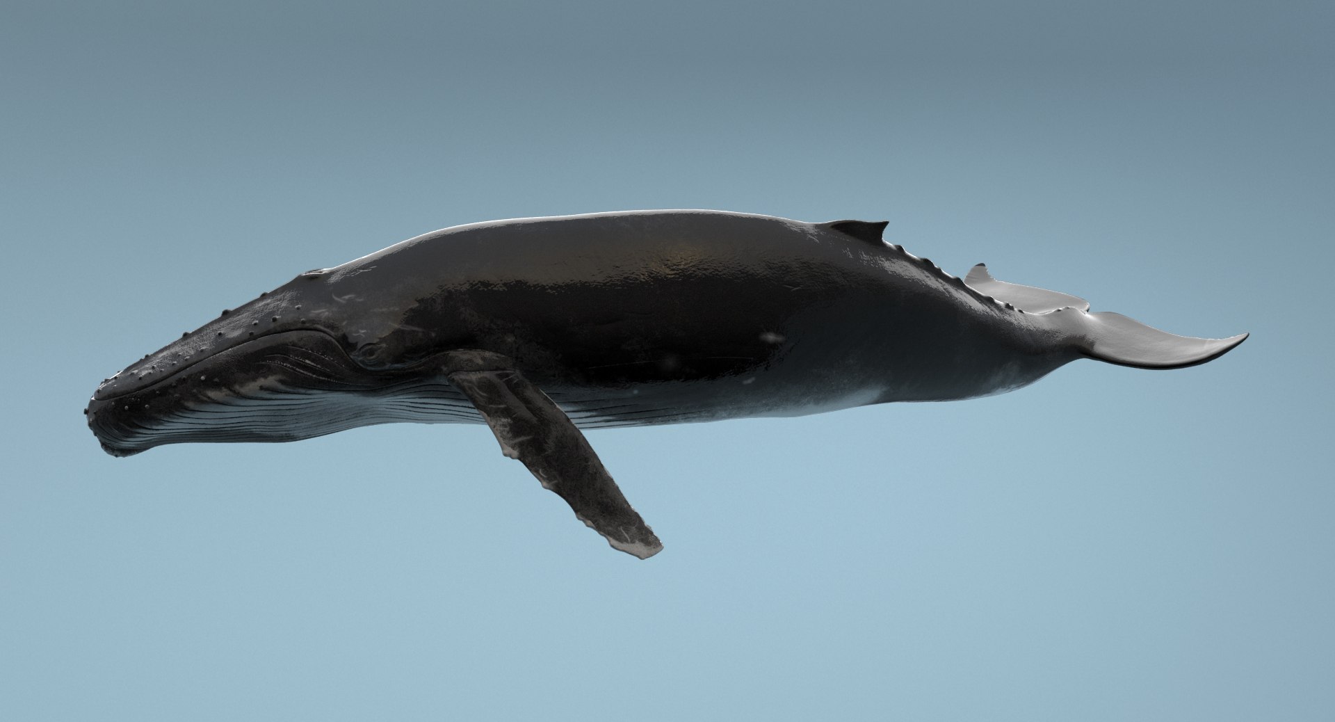 Humpback Whale Rigged Max