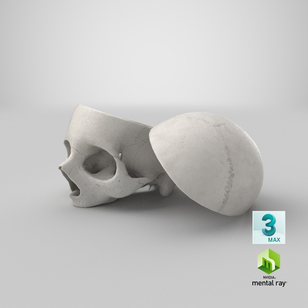 human skull cranial 02 3D model https://p.turbosquid.com/ts-thumb/FQ/EpbD0U/UNW1cv9M/stemcell_max_mental_ray_render/png/1592580974/1920x1080/fit_q87/c186256ceeb8a1bafcfbc75854768b666e4ce810/stemcell_max_mental_ray_render.jpg