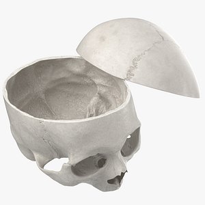 human skull cranial 02 3D model
