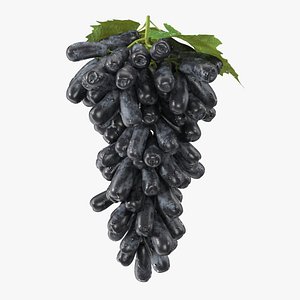 Sweet Sapphire Grapes Wet with Leaf