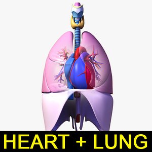 heart lung 3d max