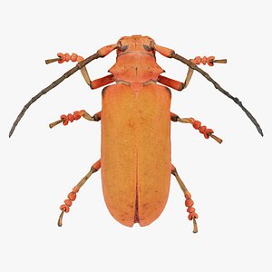 3D Cerambycidae Joessi Sanguinolenta Remastered model