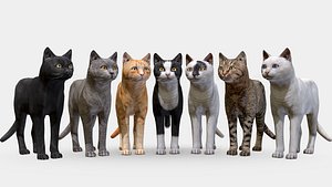 Cat big pack