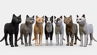 Cat big pack