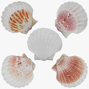 Clam Shell Collection 3D