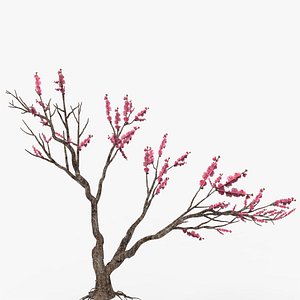 Peach tree 3d model