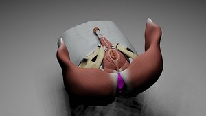 Male Perineum and External Genitalia
