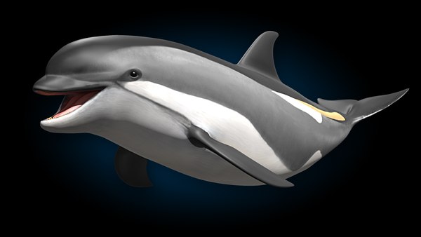 Amazon.co.jp: スカイネット 立体パズル 4D VISION 動物解剖 No