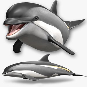 Atlantic White-Sided Dolphin