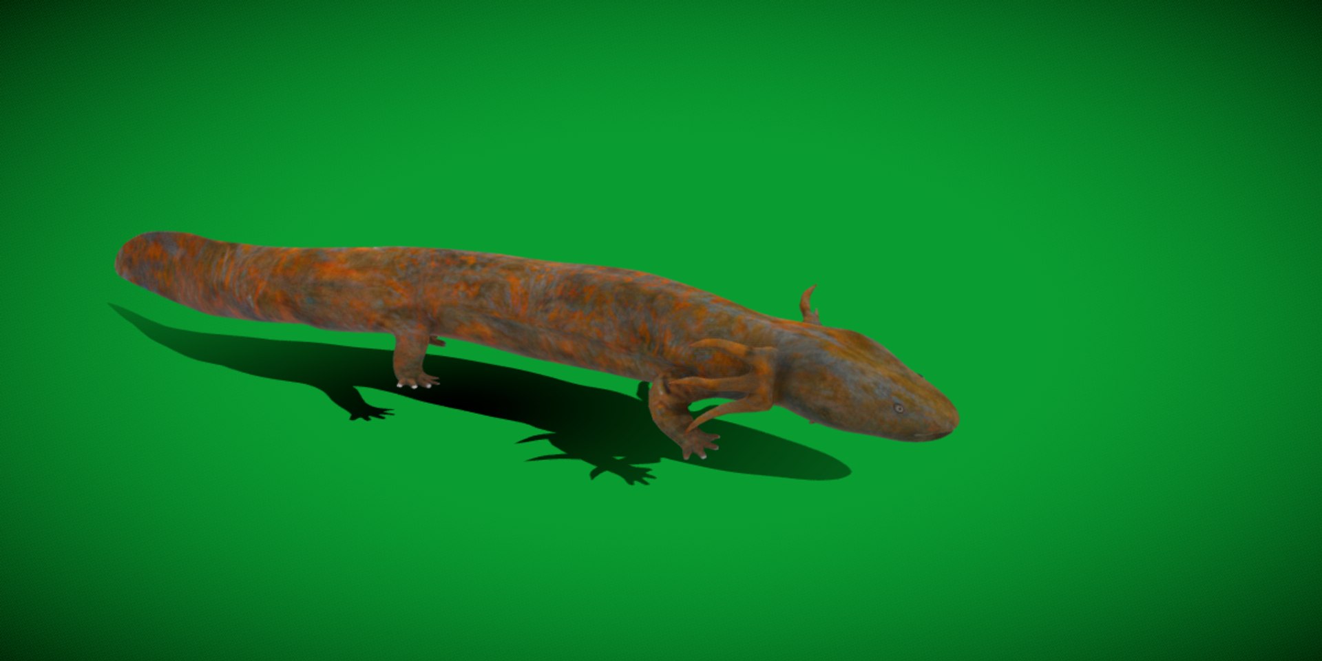 3D Necturus Mudpuppy Model - TurboSquid 2375551