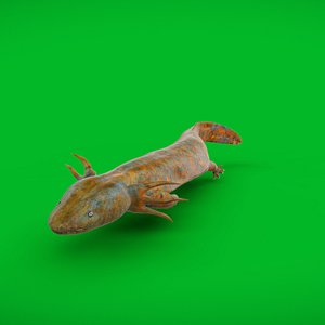 3D Necturus Mudpuppy model