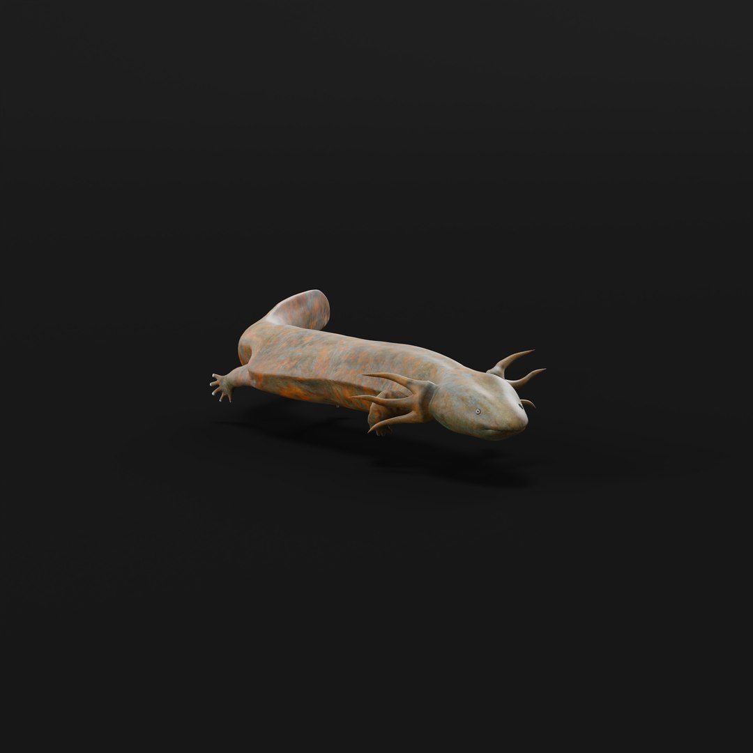 3D Necturus Mudpuppy Model - TurboSquid 2375551