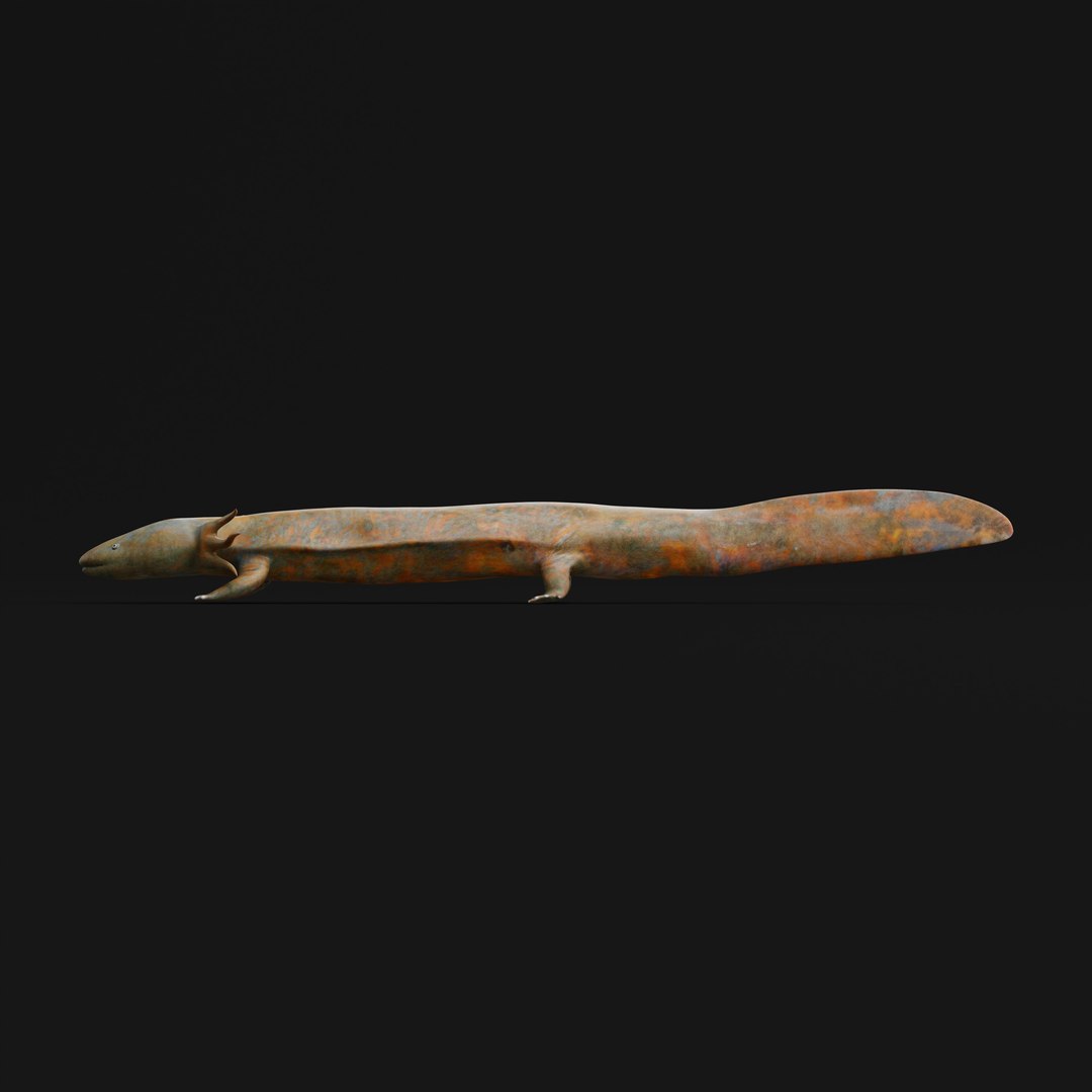 3D Necturus Mudpuppy Model - TurboSquid 2375551