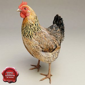 chicken modelled 3d model