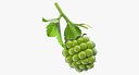 Unripe Green Blackberry with Leaves Fur 3D Model