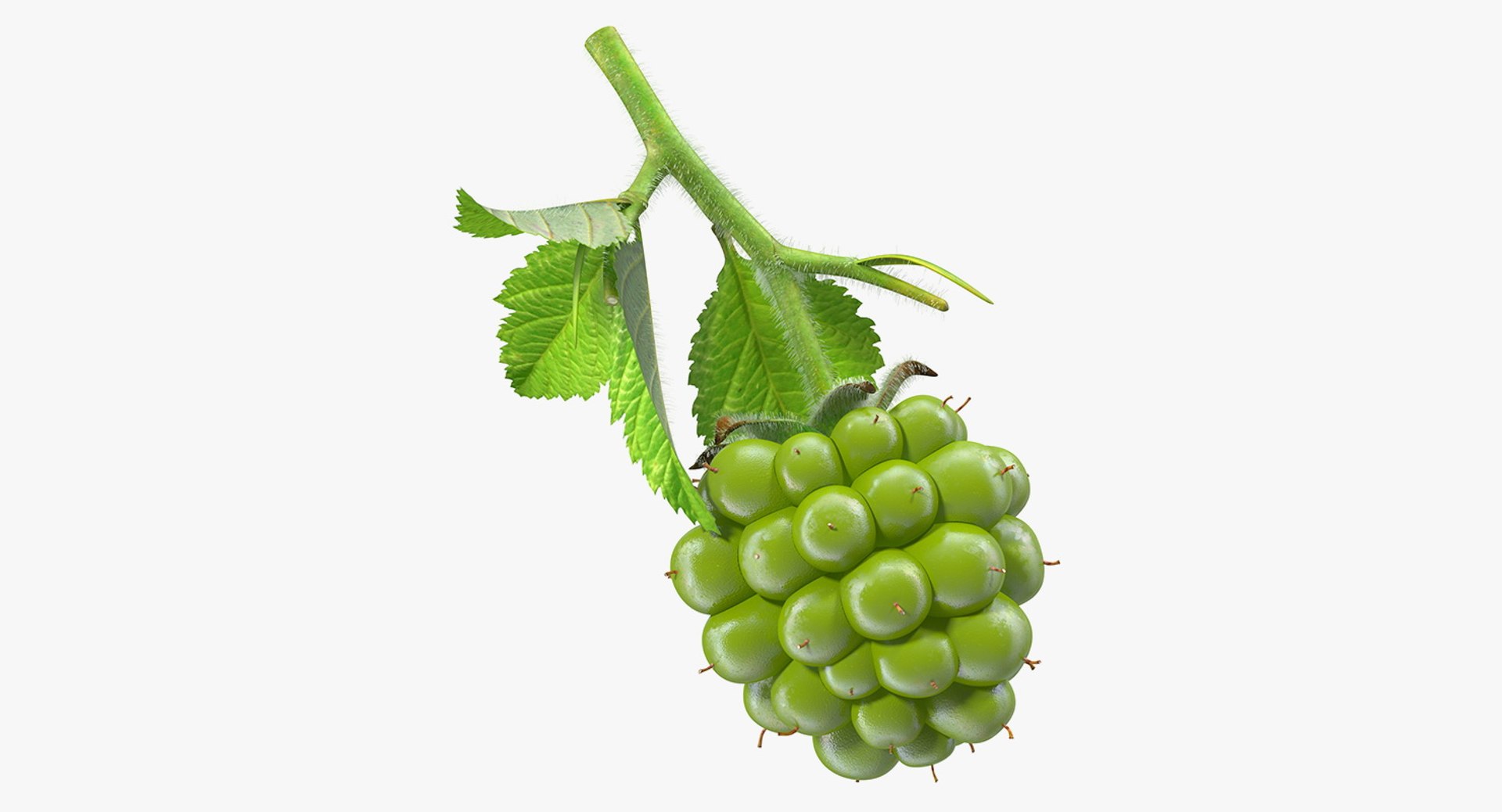3D Berry Branches Collection 7 model https://p.turbosquid.com/ts-thumb/FQ/xUdsbw/50VzgIIw/unripegreenblackberrywithleavesfurc4dmodel001/jpg/1655292985/1920x1080/fit_q87/40f2bf74e7beff0d400483b76b9e33d230d4229d/unripegreenblackberrywithleavesfurc4dmodel001.jpg