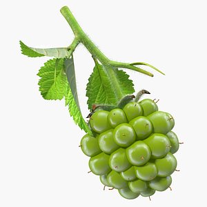 unripe green blackberry leaves 3D model
