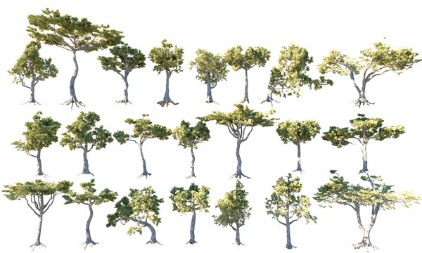 3D Italian Pine Tree Animated Pack 22