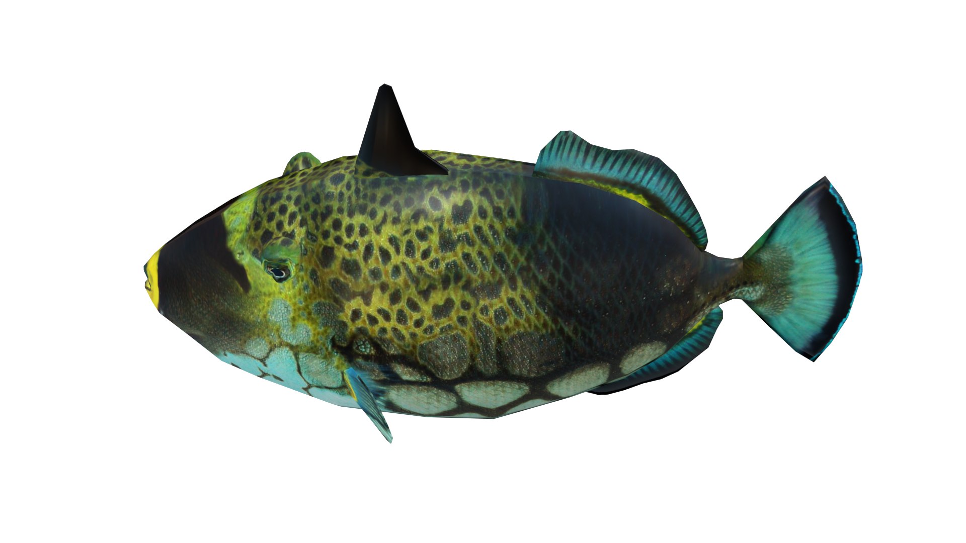 3D Model Picasso Triggerfish 3D Model - TurboSquid 2310647