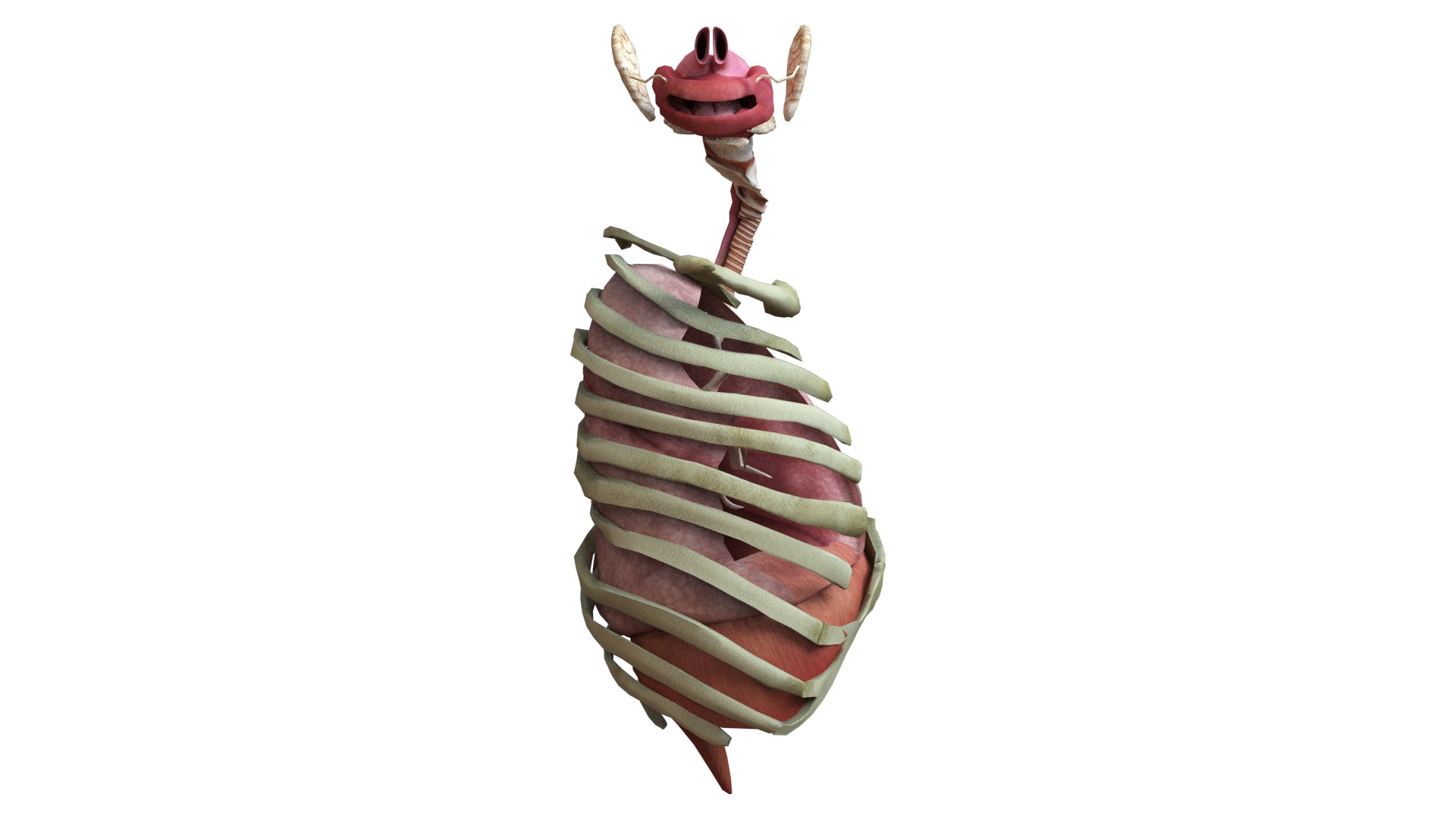 3D Human Rib Cage - TurboSquid 2172886
