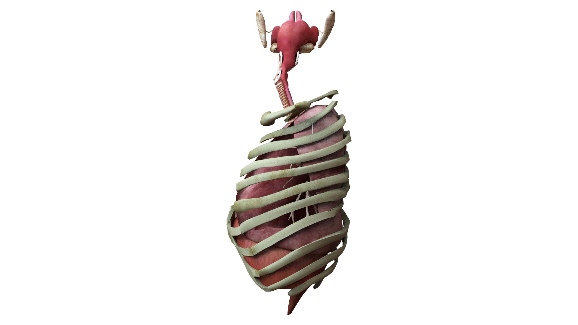 3D Human Rib Cage - TurboSquid 2172886