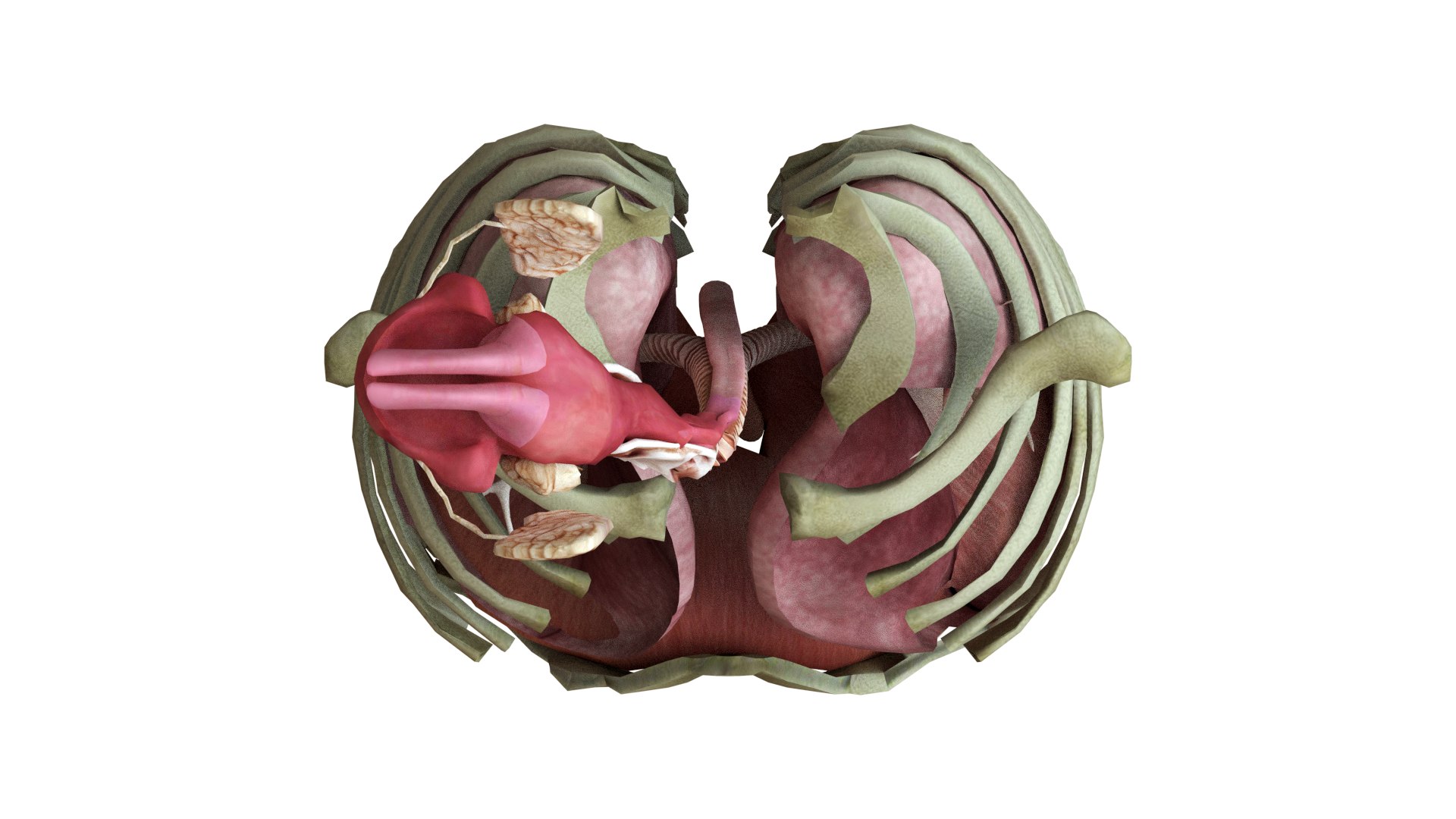 3D Human Rib Cage - TurboSquid 2172886